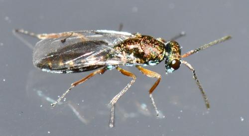 Pteromalinae
